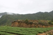 铁观音的生长环境与地方条件（探究铁观音茶叶的生存之道与产地情况）