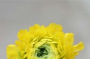 优雅之花——代表优雅气质的花卉（魅力绽放，花开风中；君子之风，花香满园）