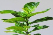 如何让琴叶榕开花盛放——成为花花世界中的焦点（从浇水到修剪，掌握15个技巧助你成功培育琴叶榕）