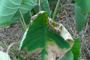 黄花菜病虫害综合防治技术（有效保护黄花菜健康生长的方法与措施）
