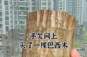 探秘巴西木——啤酒浇灌是种植的好助手（巴西木种植技巧分享，打造丰收好果）